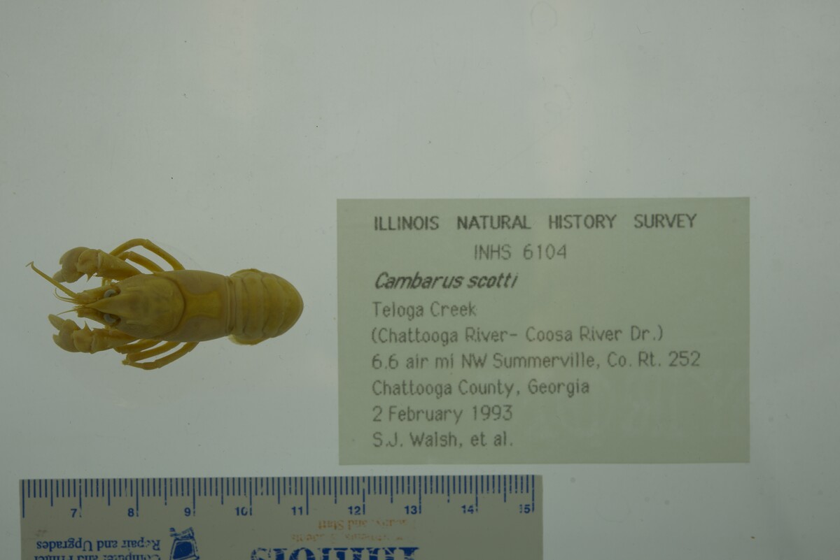 Cambarus scotti image